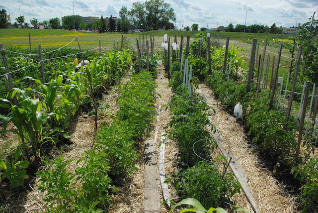 Gradzette_Communitygarden3_Harby_Aug2013 Gradzette_Communitygarden3_Harby_Aug2013
